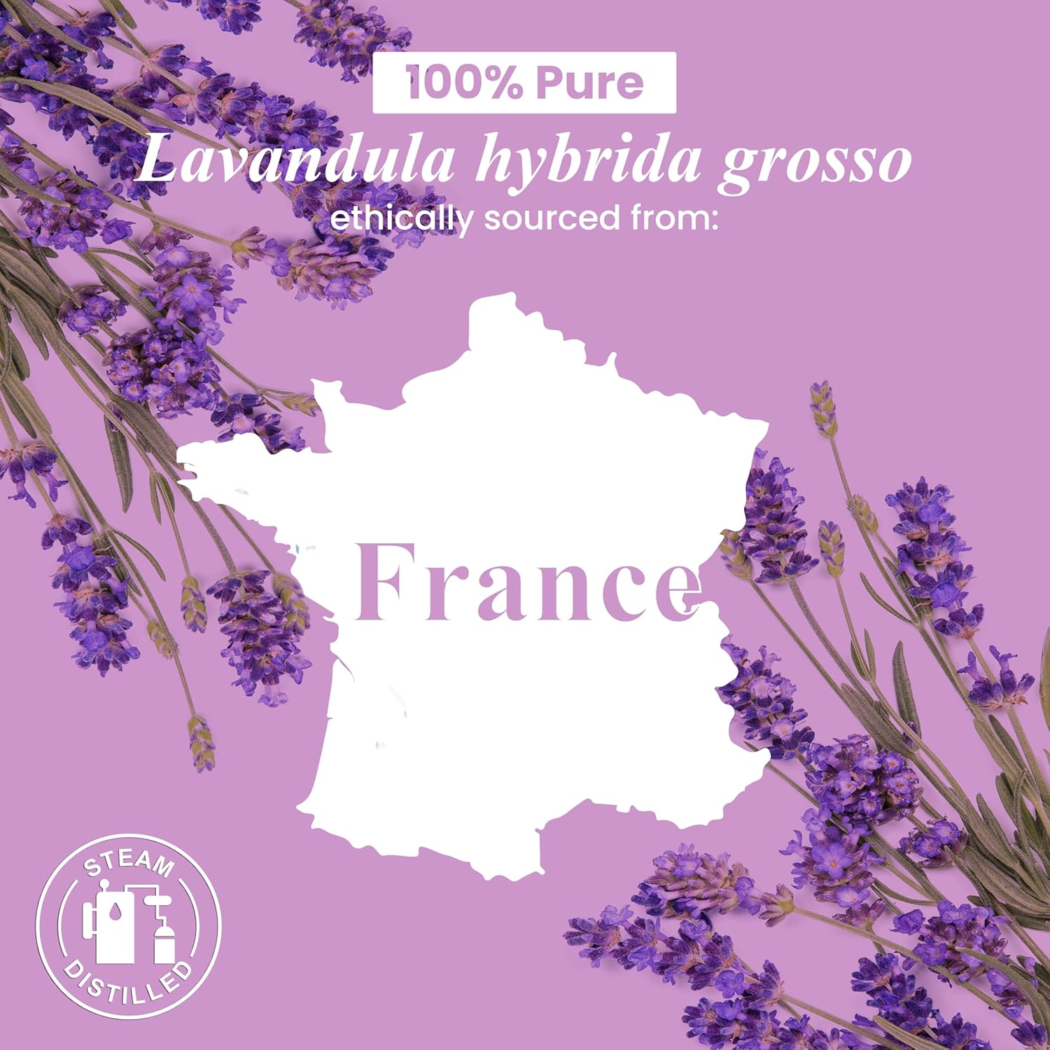 Handcraft Blends Lavender Essential Oil – 1 Fl Oz – 100% Pure and Natural – Premium Grade Essential Oil for Diffuser and Aromatherapy, Skin, Massage, Candle and Soap Making Fragrance - natuurlijk supplement | naturalcleance.com